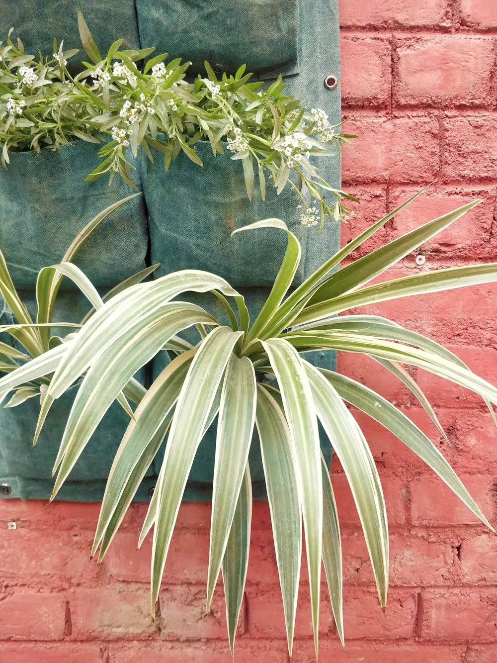 6 Pockets' Elegant Fabric Wall Planter for Green Wall 6 Pockets, Set of 1