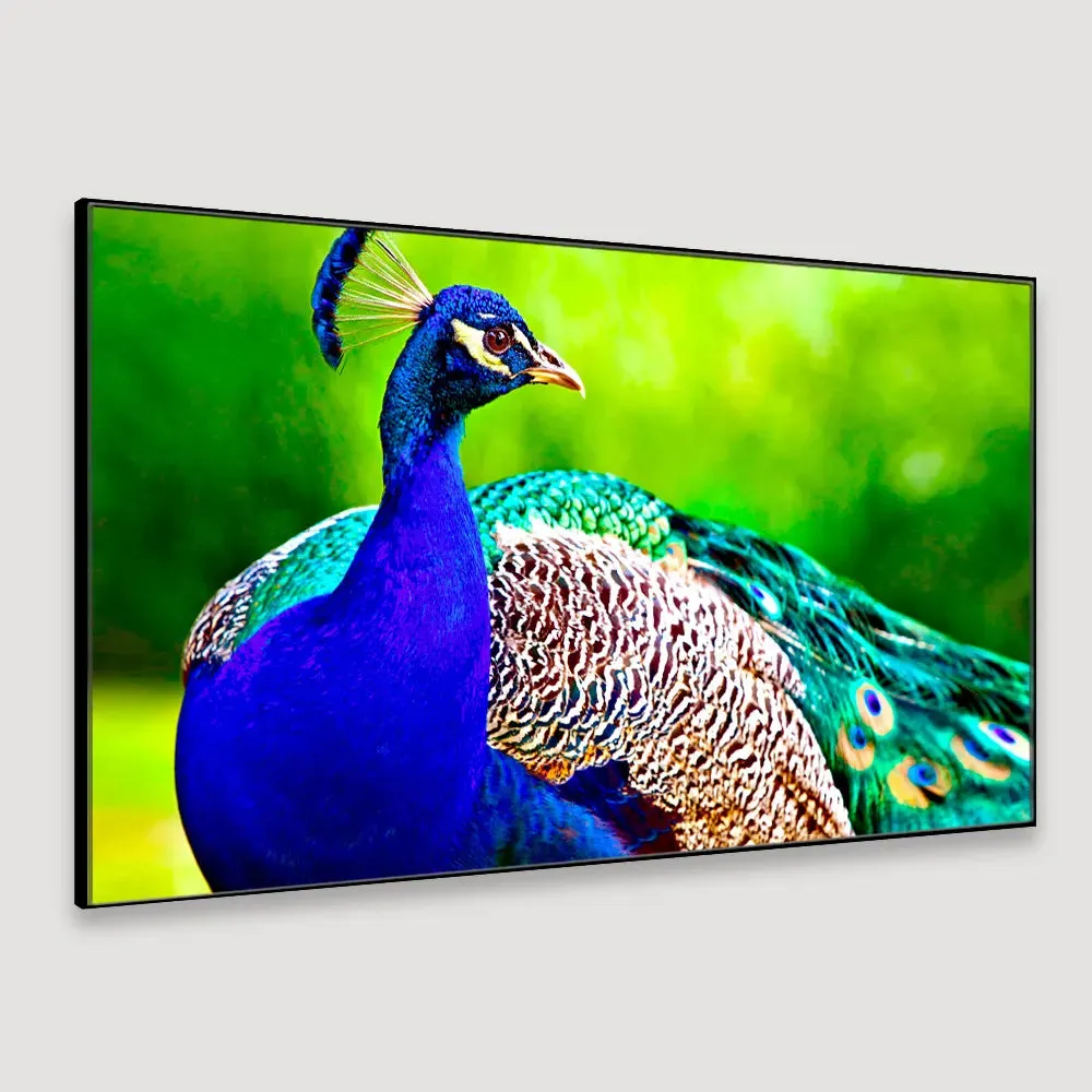 Beautiful Peacock Big Panoramic Canvas  Wall Painting With Frame