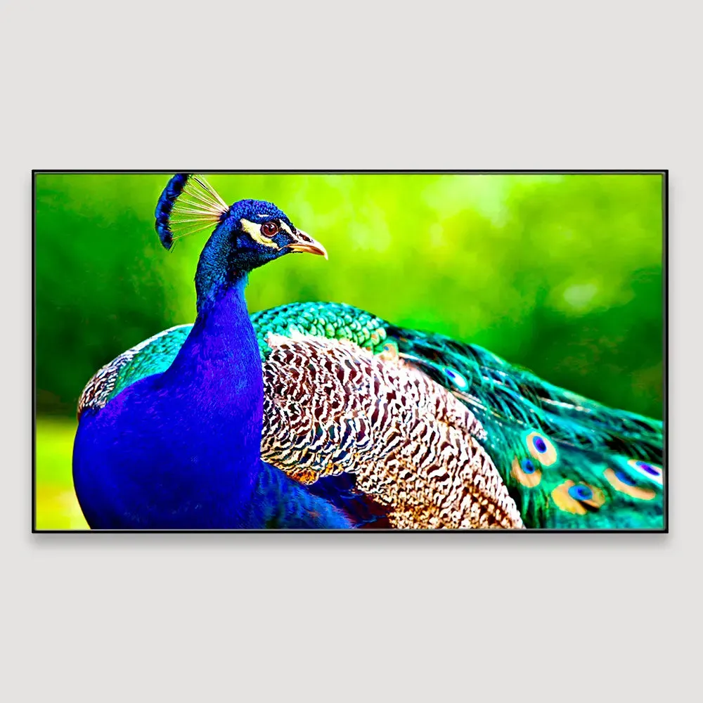 Beautiful Peacock Big Panoramic Canvas  Wall Painting With Frame