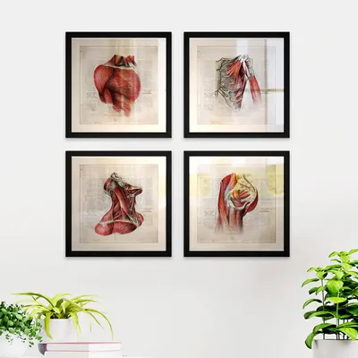 Body Muscles Framed Wall Art Decor Doctor Clinic / Gift for doctor- Set of 4