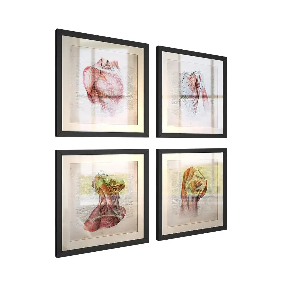 Body Muscles Framed Wall Art Decor Doctor Clinic / Gift for doctor- Set of 4