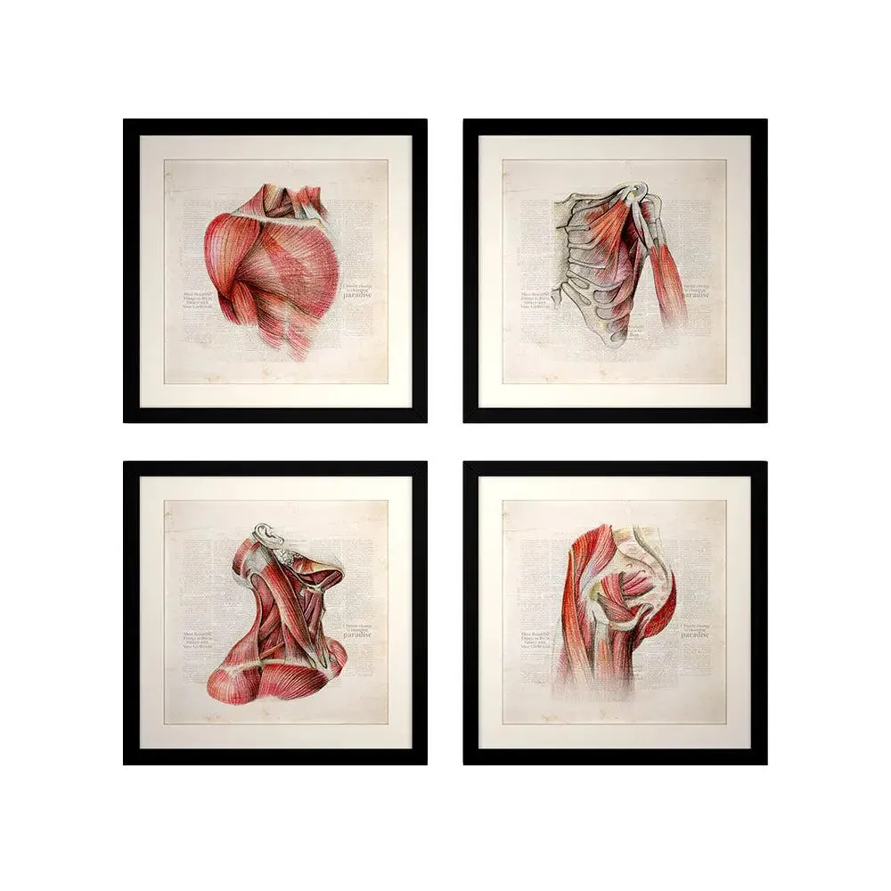 Body Muscles Framed Wall Art Decor Doctor Clinic / Gift for doctor- Set of 4