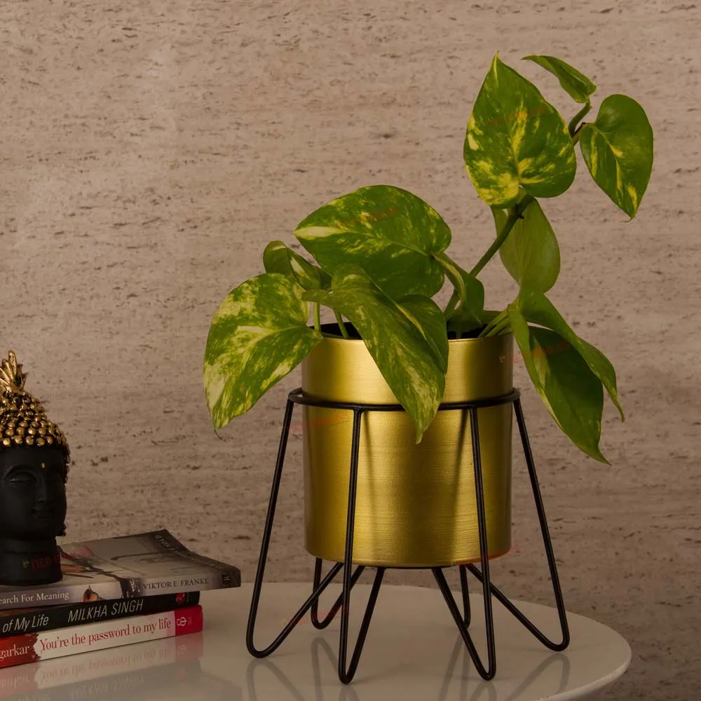 Classic Gold-Toned Solid Metal Planter With Black Stand