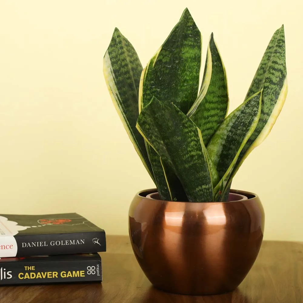 Classic Rose Gold Resilient Metal Plant Pot Set Of 1 Single Piece