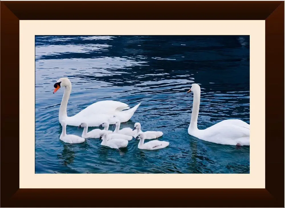 Cute Ducks Nature Wall Framed Painting