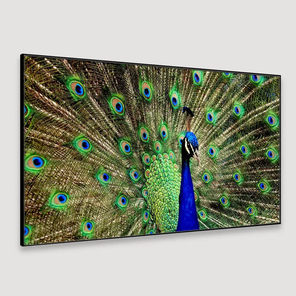 Dancing Peacock Cheerful Canvas  Wall Painting With Frame