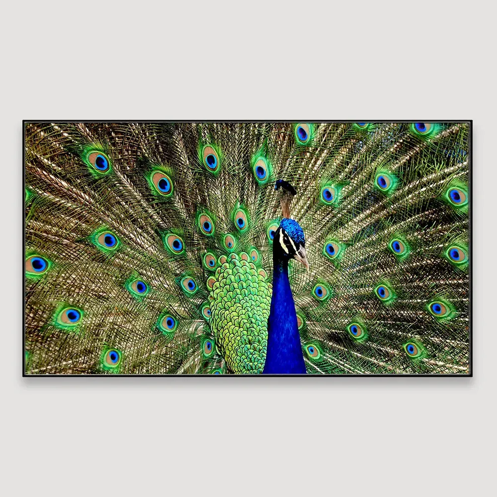 Dancing Peacock Cheerful Canvas  Wall Painting With Frame