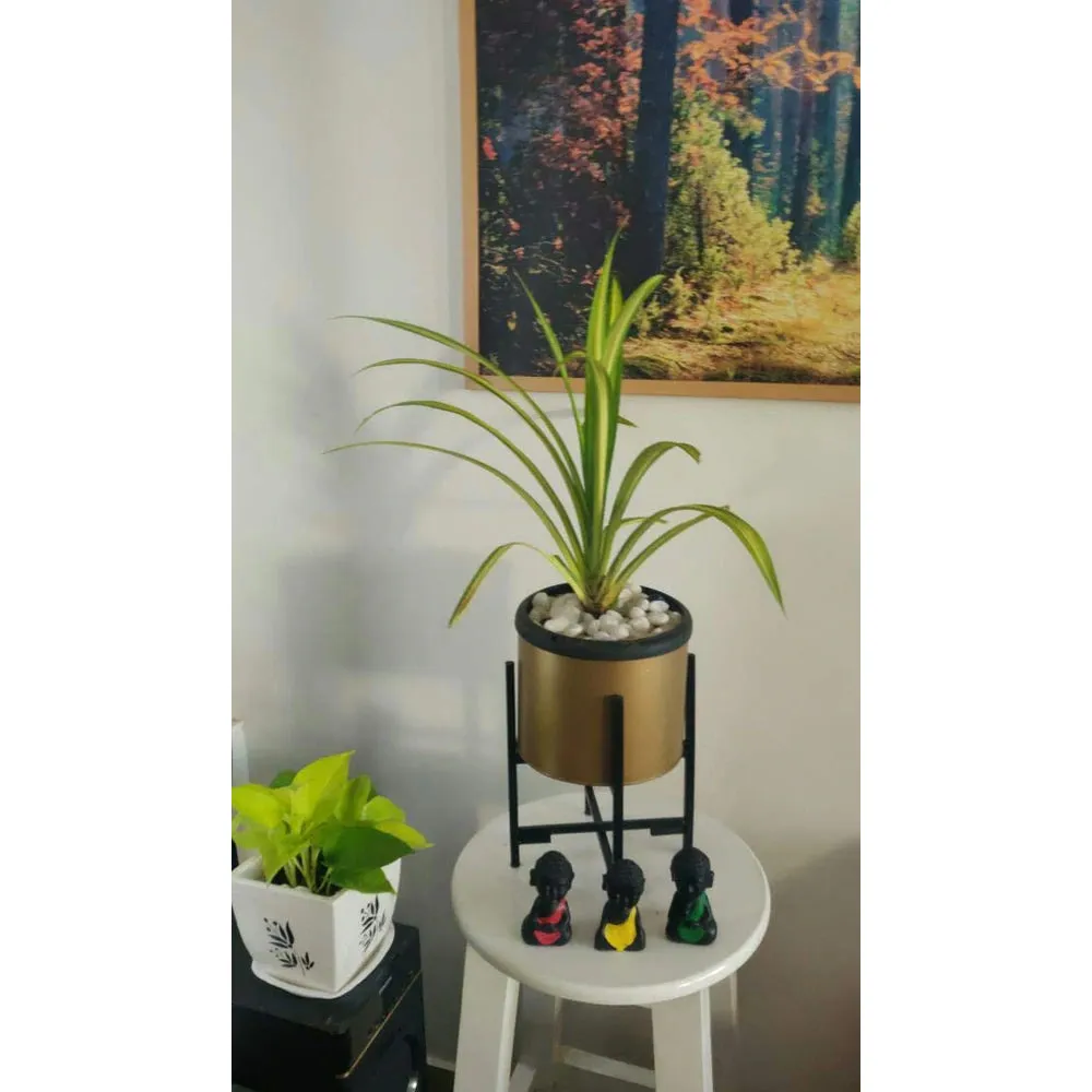 Designer Matte Gold & Black Desk Planter With Stand