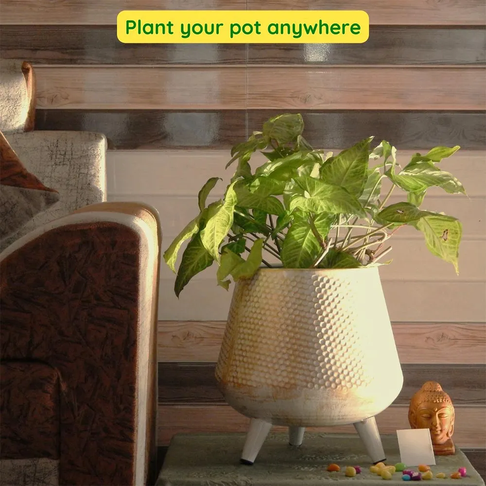 Golden Textured Set of 2 Indoor Metal Plant Stand with Pot