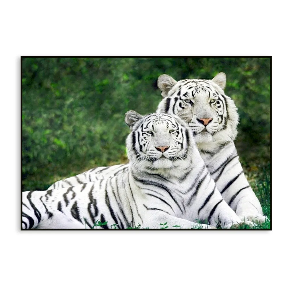 Gorgeous White Tiger Couple Wildlife Painting for Living Room With Floating Frame