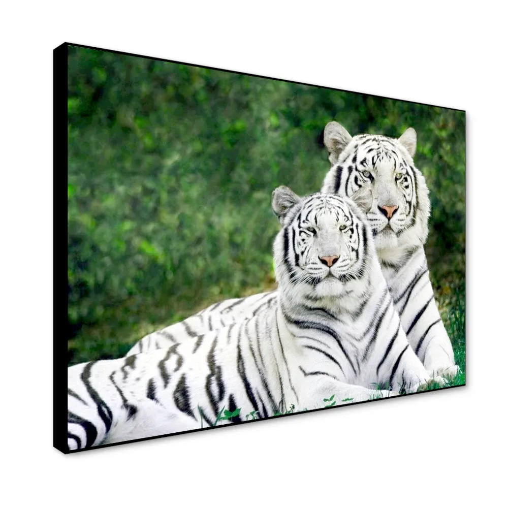 Gorgeous White Tiger Couple Wildlife Painting for Living Room With Floating Frame