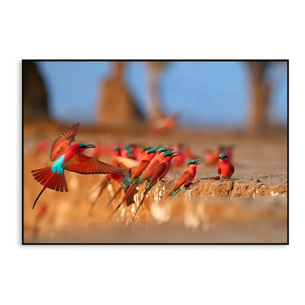 Mesmerising Red &amp; Blue-Winged African Birds Wall Painting With Floating Frame