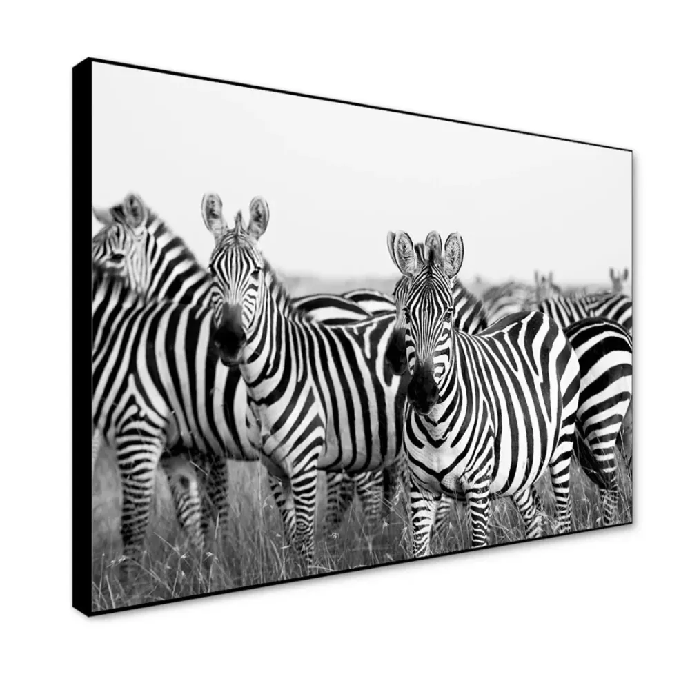 Monochromatic Zebra Wildlife Painting With Floating Frame