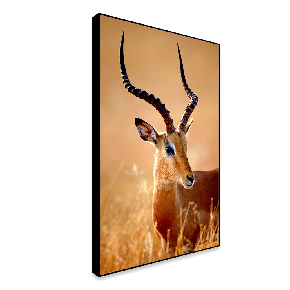 Realistic Impala Male Wildlife Wall Art With Floating Frame