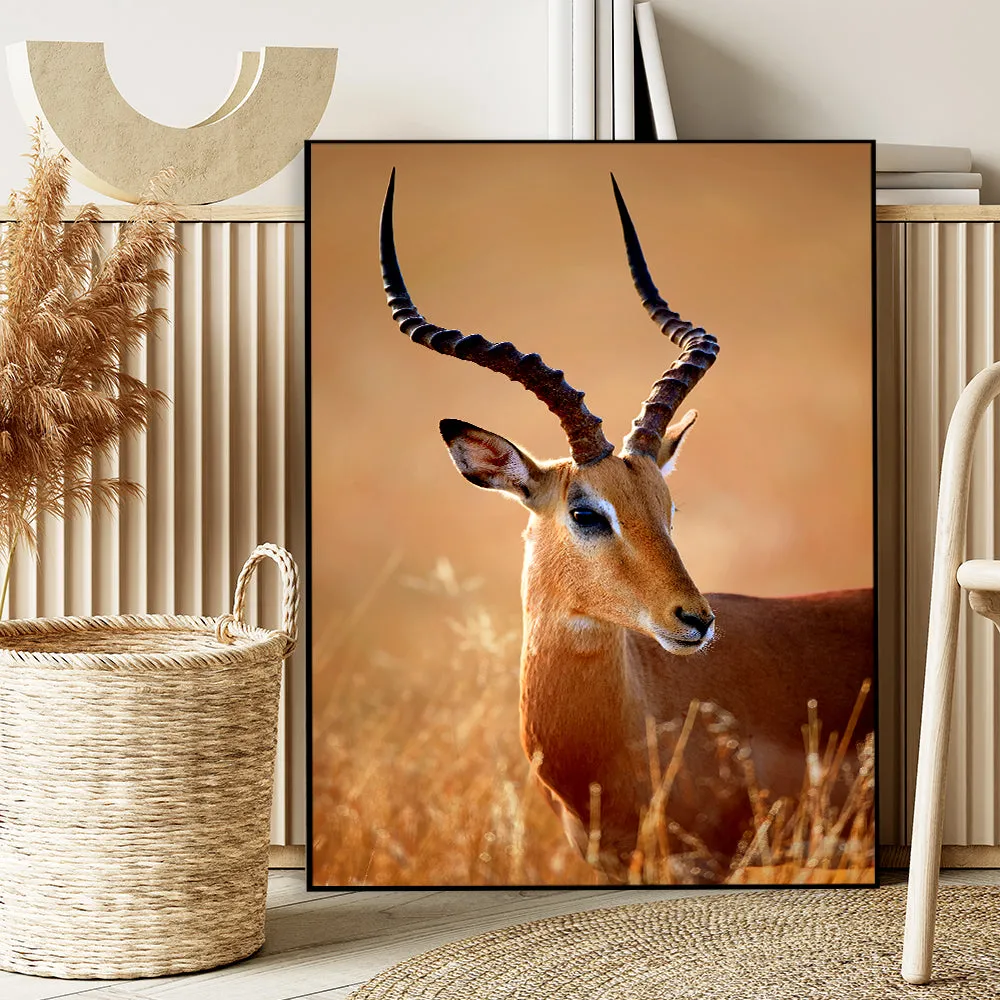 Realistic Impala Male Wildlife Wall Art With Floating Frame