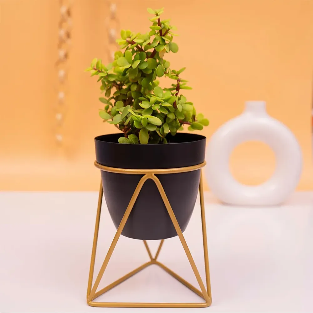 Royal Black and Gold Resilient Metal Plant Pot Single Piece