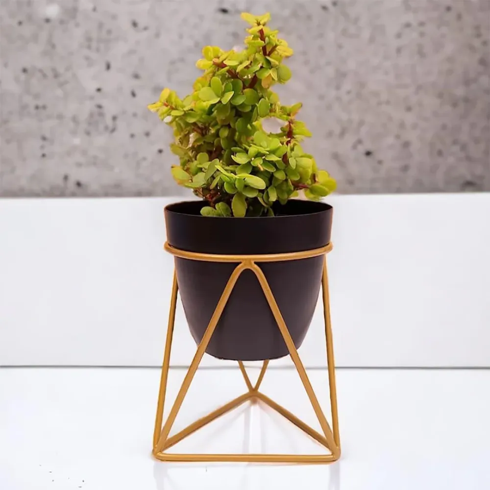 Royal Black and Gold Resilient Metal Plant Pot Single Piece