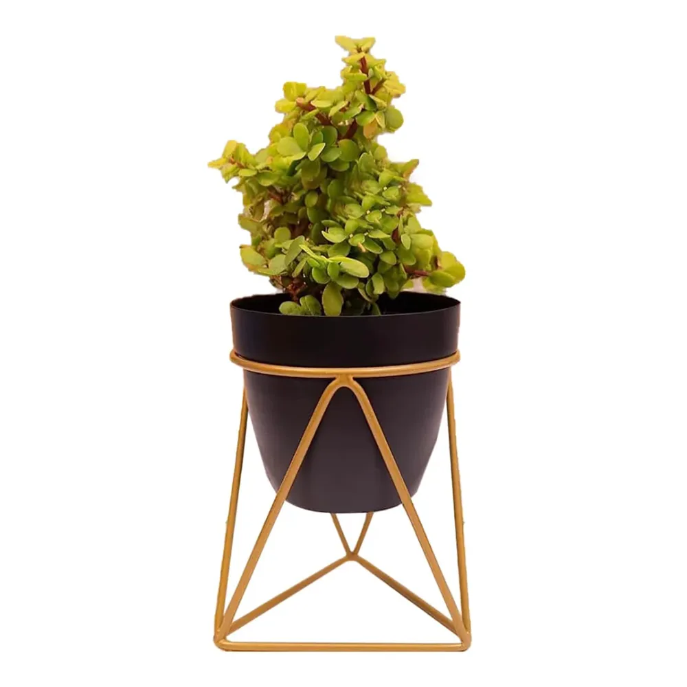 Royal Black and Gold Resilient Metal Plant Pot Single Piece