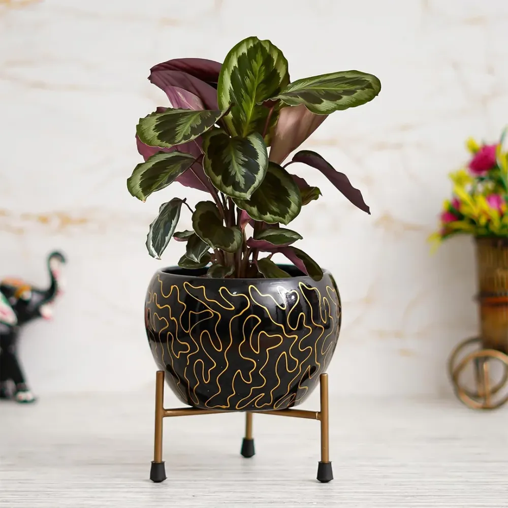 Royal Black Resilient Metal Plant Pots With Stand