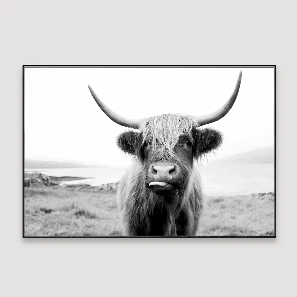Scottish Highland cattle Framed Wall art With Floating Frame