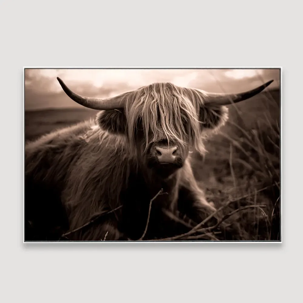 Scottish Highland Cow Framed Wall art With Floating Frame