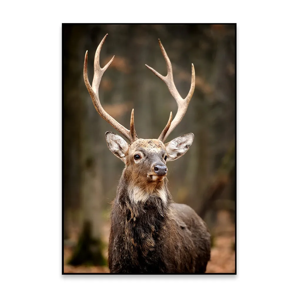 Stunning Red Deer Portrait Wildlife Painting With Frame
