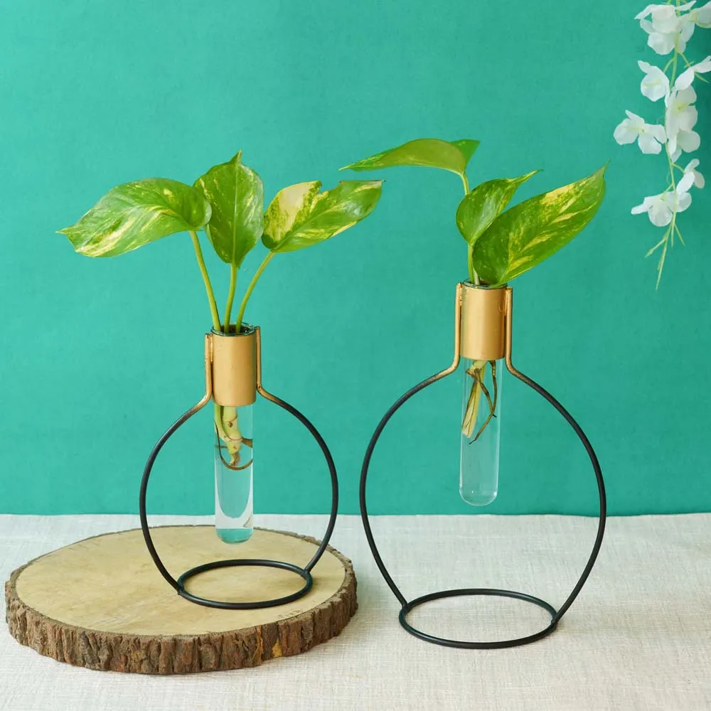 Transparent Gold-Toned Handcrafted Test Tube Planters Set Of 2