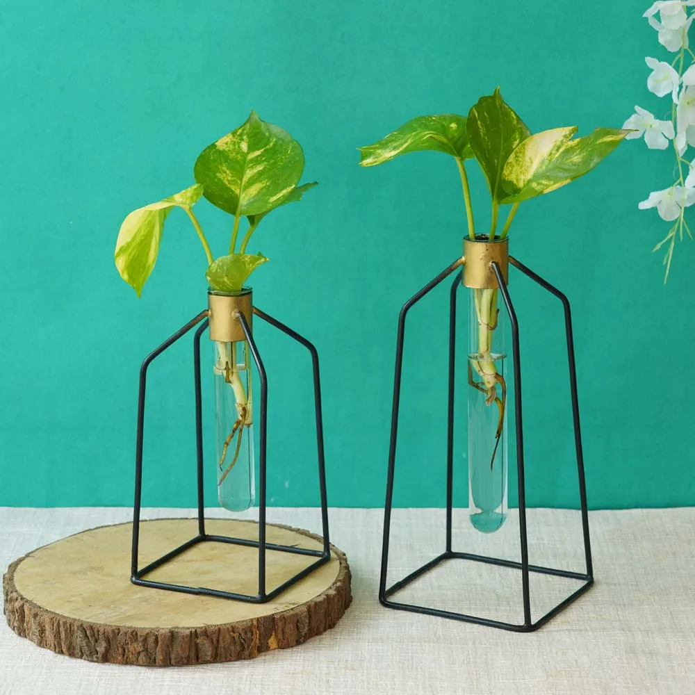 Transparent Handcrafted Test Tube Planters With Black Frame Set Of 2